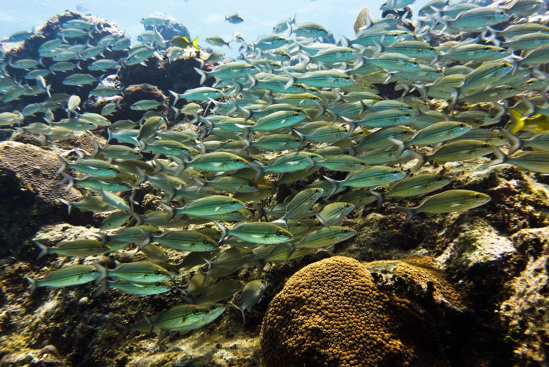 Catalina Island Snorkeling Excursion Snorkeling in Punta Cana