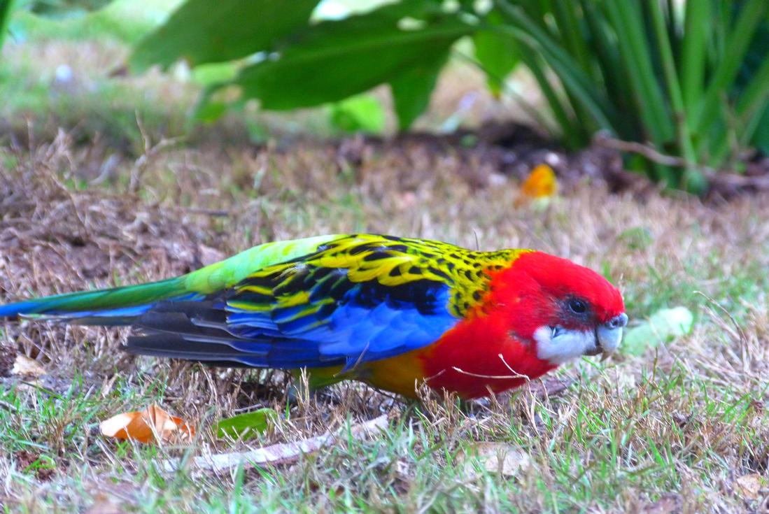Parrot's Bath hiking in st lucia