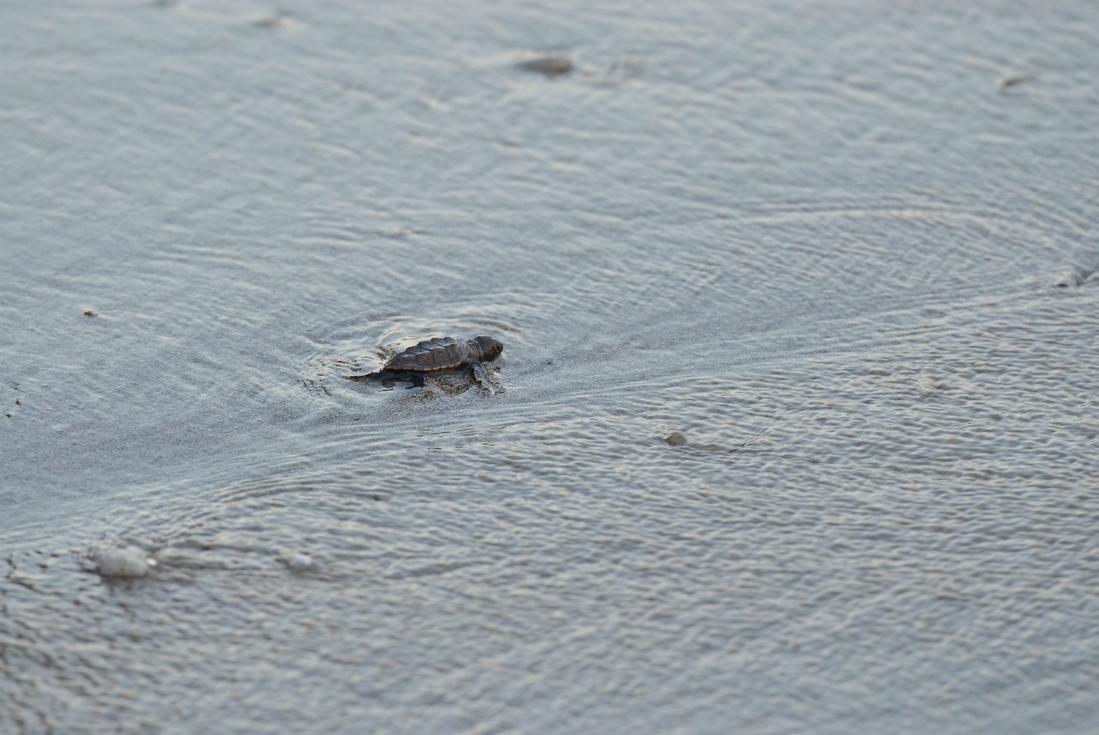Turtle Watching Tour