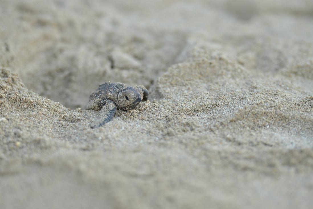 Turtle Watching Tour