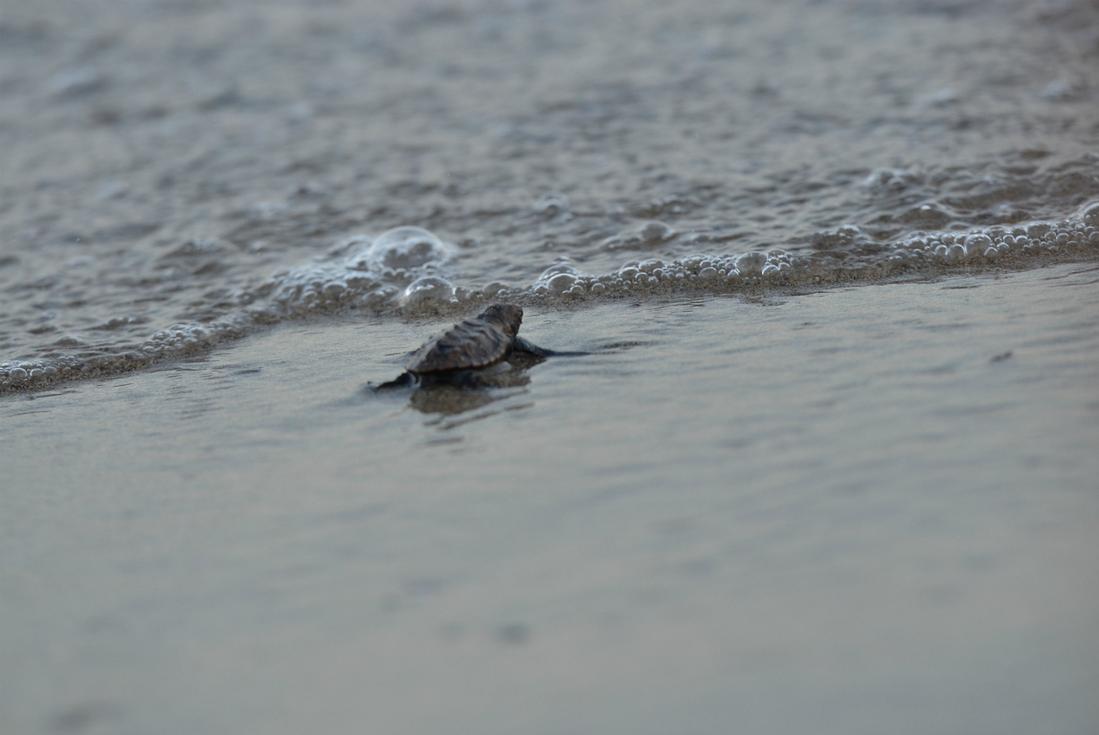 Turtle Watching Tour