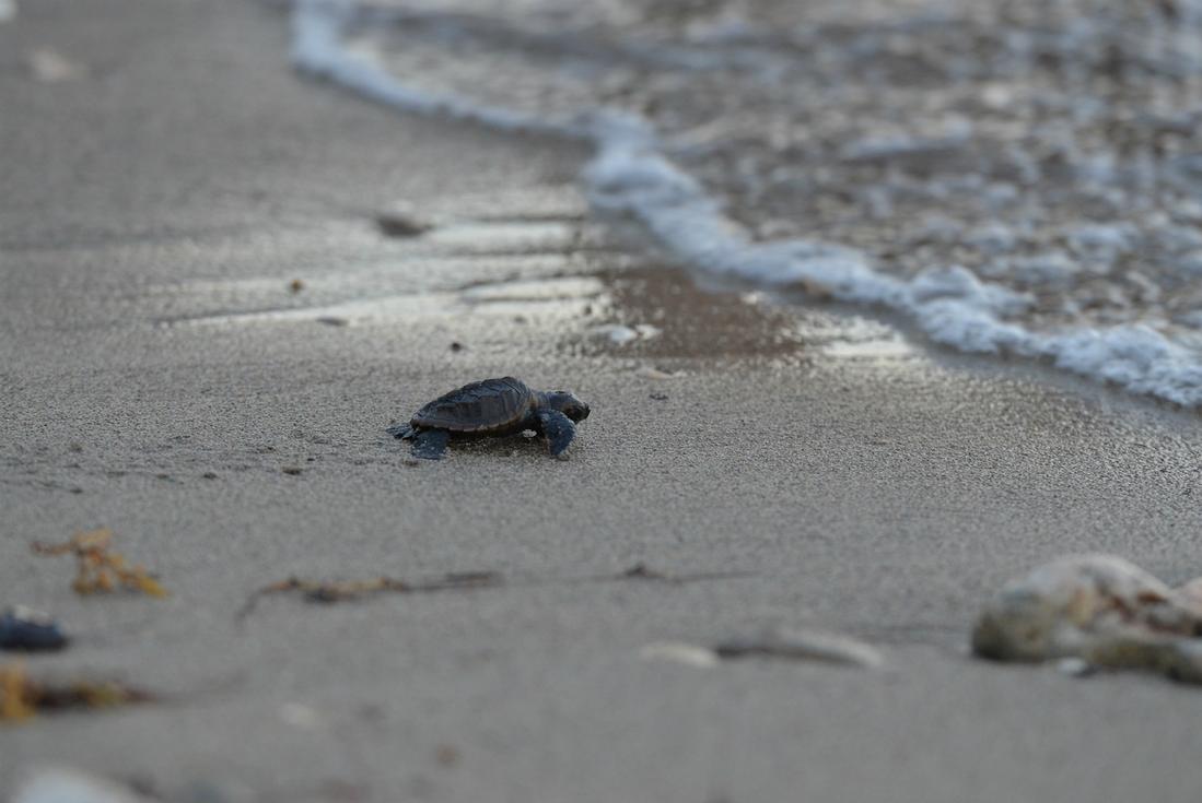 Turtle Watching Tour