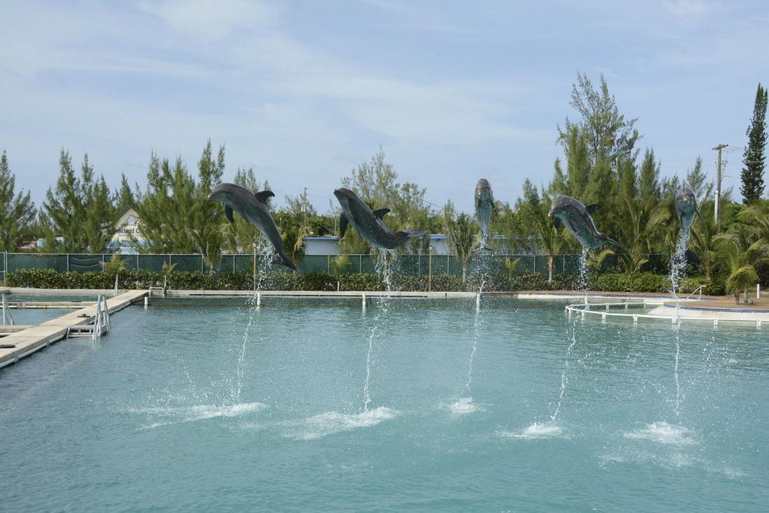 Grand Cayman Dolphin Swim Grand Cayman Dolphins