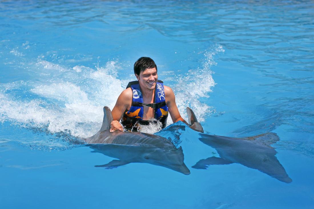 Grand Cayman Dolphin Royal Swim Swimming With Dolphins Grand Cayman