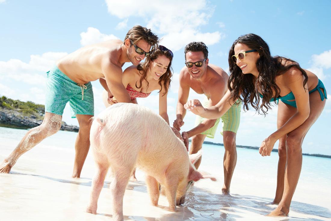 Exuma Swimming Pigs Adventure exuma swimming pigs
