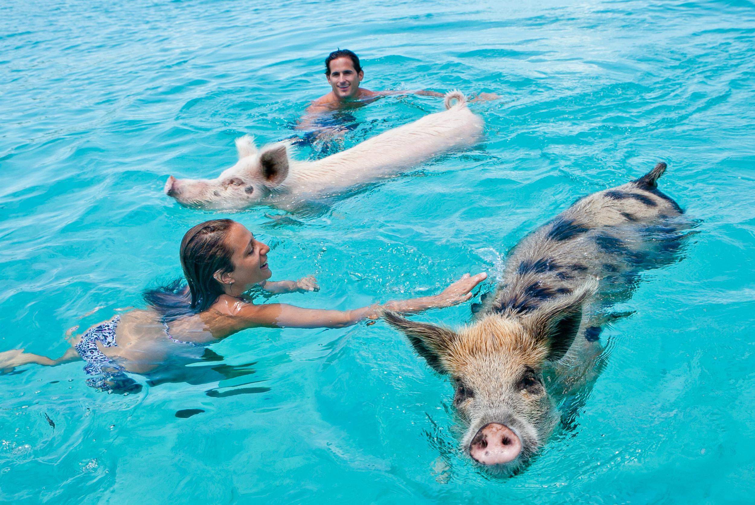 Pildiotsingu swimming in bahama with pigs tulemus